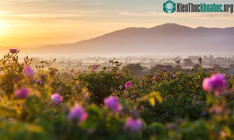Cánh đồng hoa hồng vào lúc bình minh ở Bulgaria. (Ảnh: Getty).