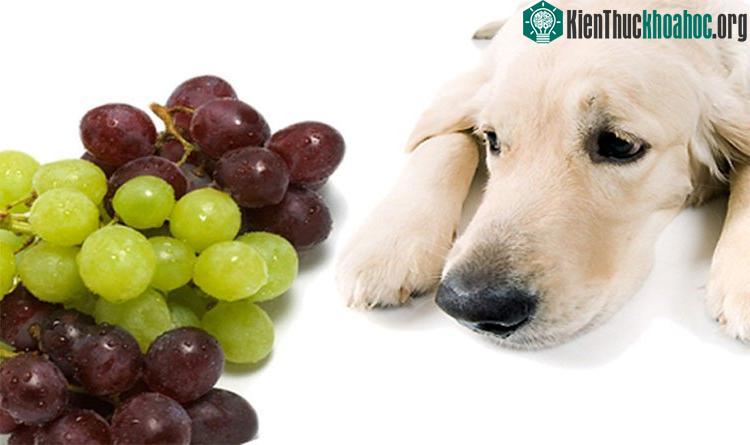 Salicylate có thể là nguyên nhân gây ngộ độc ở chó khi ăn nho