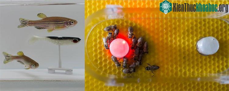 Thí nghiệm giúp các nhà khoa học có thể thống kê toán học các hoạt động của một số loài động vật