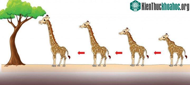 Trong số những con hươu cao cổ tổ tiên có một vài con có cổ dài hơn một chút so với đồng loại của chúng.