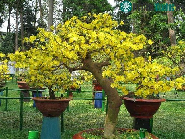 Hãy chọn cành hoặc cây mai có nụ vừa phải và phân bố đẹp trên cả cành.
