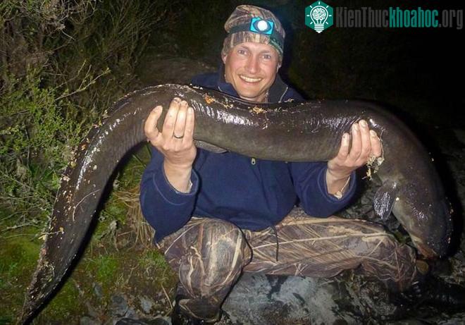 Lươn vây dài. (Ảnh: Big Fishes of the World).