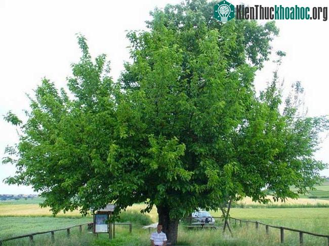 Cây đôi Grana, cả hai cây chủ và cây ký sinh đều rất khỏe mạnh