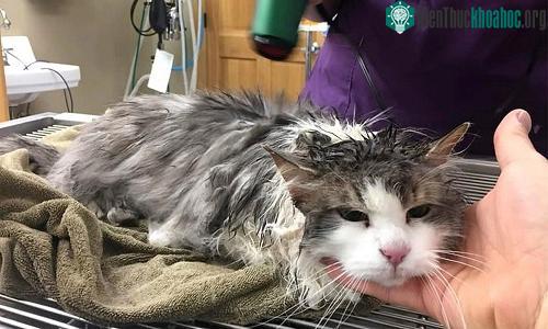 Fluffy tỉnh lại sau khi được sưởi ấm. Ảnh: AP.