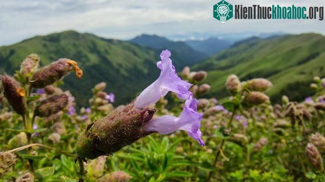 Hoa Strobilanthes kunthiana, Neelakurinji (có nghĩa là 'hoa xanh') nở rộ rất nhiều