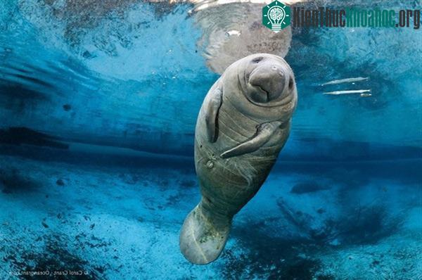 Bò biển Dugong