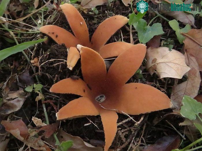 Nấm Chorioactis geaster.