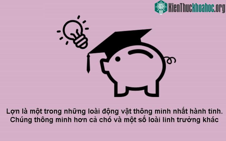 Lợn thông minh hơn chó