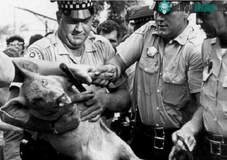 “Ứng cử viên” bốn chân Pigasus bị cảnh sát bắt. Ảnh: AFP.