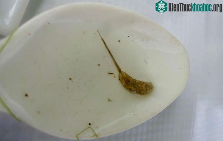 Một con giòi đuôi chuột.
