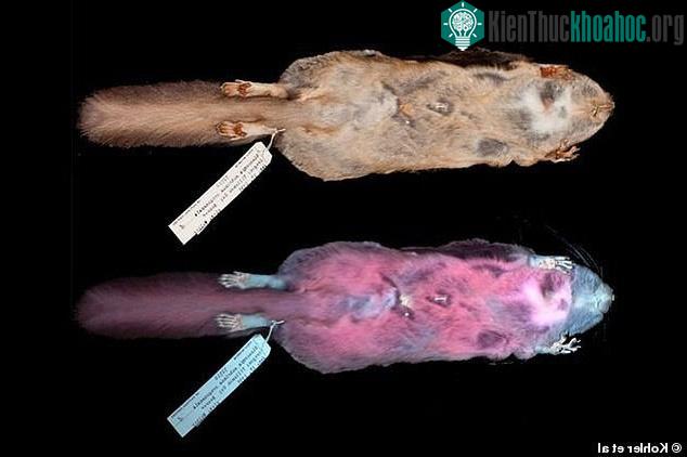 Bộ lông "vi diệu" có thể biến thành màu...hồng dưới đèn huỳnh quang UV.