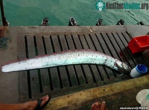 Cá rồng biển được tin là có thể dự báo động đất, sóng thần.