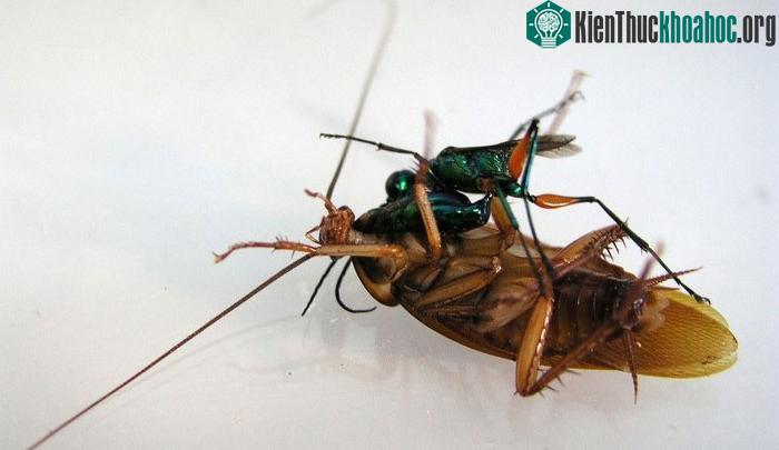 Ấu trùng tò vò nở và sống trong 4-5 ngày trên con gián.