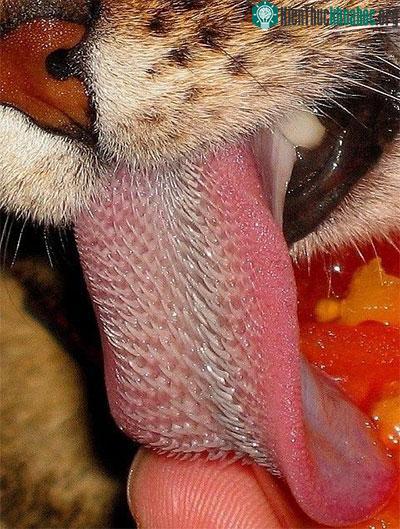 Điều khó tin về lưỡi mèo khiến nhiều người khiếp đảm