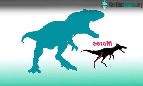 Kích thước loài Moros intrepidus so với hậu duệ T-rex. (Ảnh: Independent).
