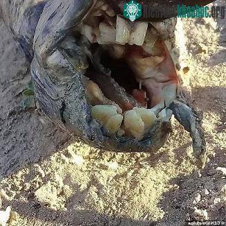 Sinh vật có hàm răng giống của con người.