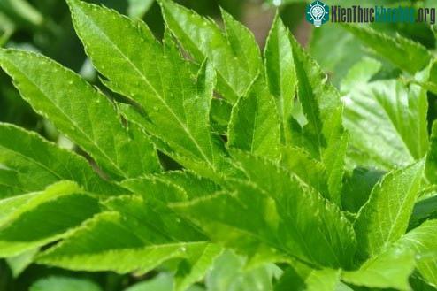Ashitaba là một loài thực vật đặc hữu của khu vực các bán đảo Bōsō, Miura, Izu.