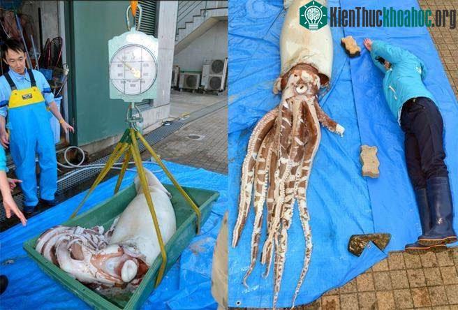 Bắt được mực đại vương, dài hơn 3m ảnh 1