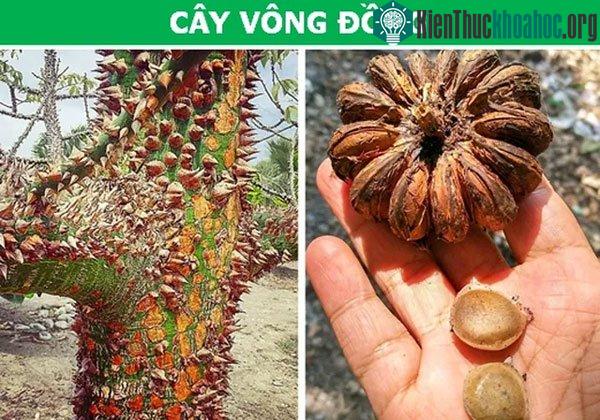 Cây vông đồng