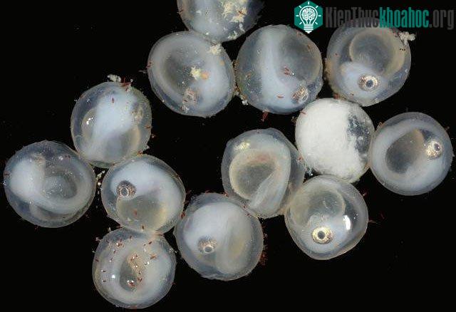 Nhiều loài động vật, bao gồm một số loài cá, được biết là đã phát triển khả năng sinh con non độc lập.