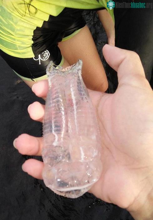 Rất hiếm khi con người trông thấy cá có cơ thể trong suốt trong tự nhiên.