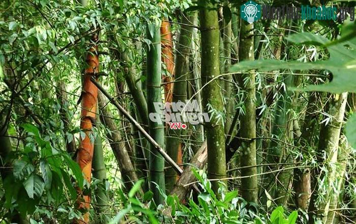 Những cây tre, măng mọc san sát giữa rừng.
