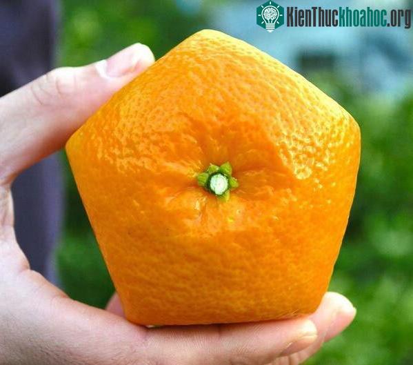 14 phát minh ở Nhật Bản khiến bạn nhận ra chúng ta và họ dường như cách nhau cả thế kỷ ảnh 10