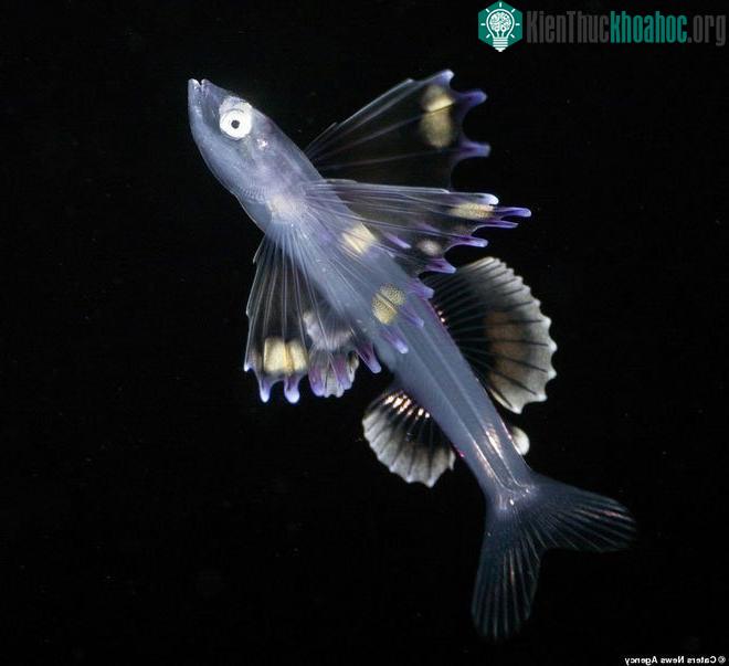 Bathypterois longipes: Cá nhện abyssal, là một loài cá ba chân sâu, một loài cá tầng đáy sống dưới đáy Đại Tây Dương.