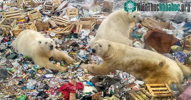 Gấu Bắc Cực bới rác kiếm ăn -&nbsp; Lời cảnh tỉnh đáng sợ&nbsp;về ô nhiễm môi trường ảnh 2