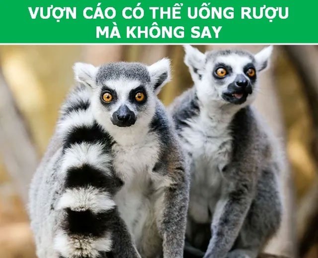 https://i.khoahoc.tv/photos/image/2019/03/19/vuon-cao.jpg