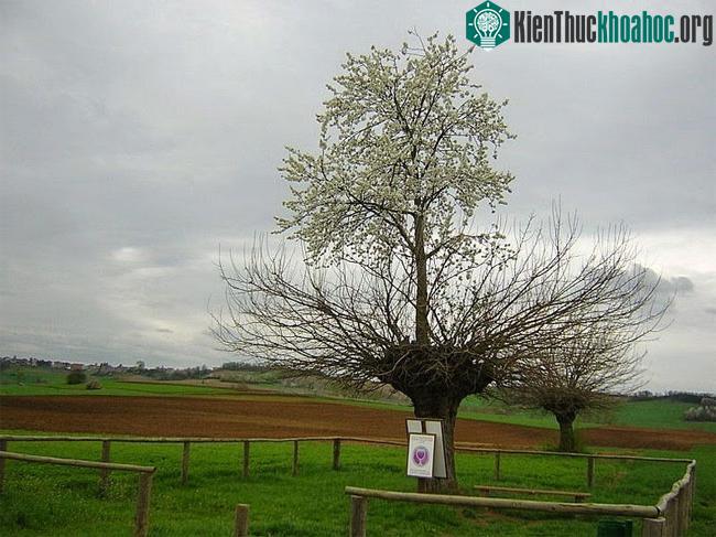 Sự đối lập và thú vị rất hiếm có của hai cây.