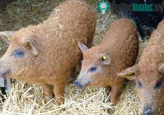 Năm Hợi bàn chuyện lạ về heo ảnh 2