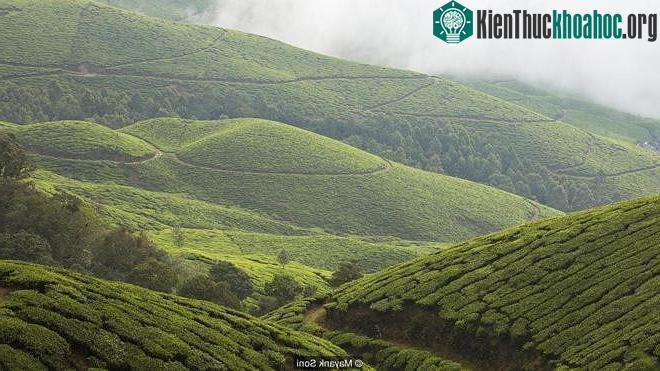 Neelakurinji là loài cây ra quả chỉ một lần