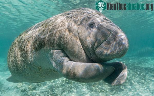 Tên khoa học Sirenia của họ lợn biển cũng xuất phát từ nhân vật người cá Siren trong thần thoại Hy Lạp