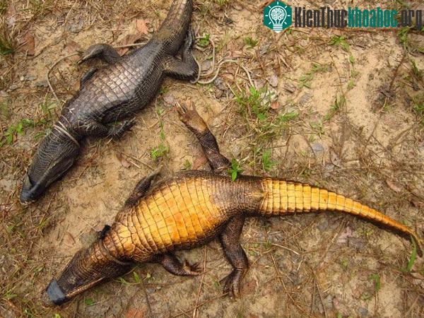 Cá sấu sống trong hang động