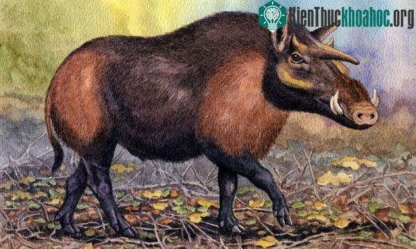 Kubanochoerus gigas - hay lợn kỳ lân.