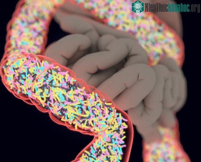 "Hệ sinh thái" microbiome gần đây được cho là có tác động to lớn, ảnh hưởng cách cơ thể vận hành, phản ứng với thuốc, trở nên ốm đau hay khỏe mạnh. (Ảnh: Getty Images).