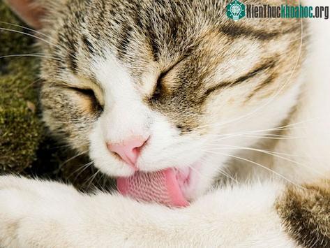 Điều khó tin về lưỡi mèo khiến nhiều người khiếp đảm ảnh 2