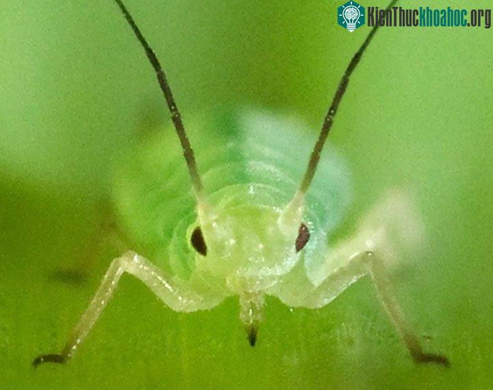 Kiến cắt lá là một loại kiến kỳ quặc có xu hướng cắt lá thành những mảnh nhỏ.