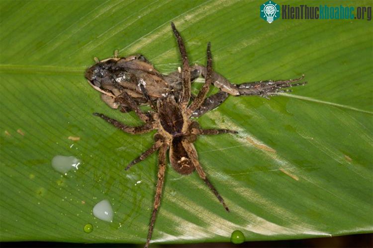 Một con nhện họ Ctenidae khác lại có sở thích săn ếch.