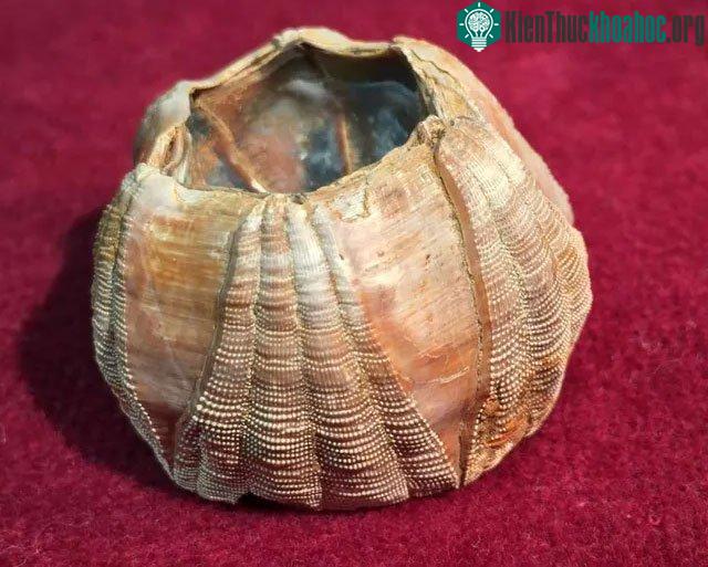 Một trong những hóa thạch con Hà được dùng cho nghiên cứu này.