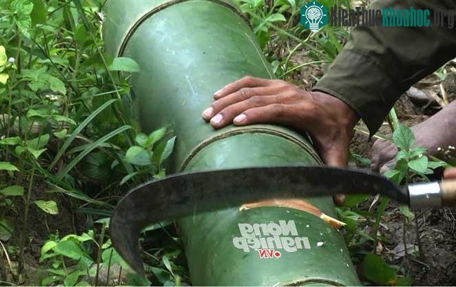 Khám phá rừng tre khổng lồ trên đỉnh Ngók Cung ảnh 2