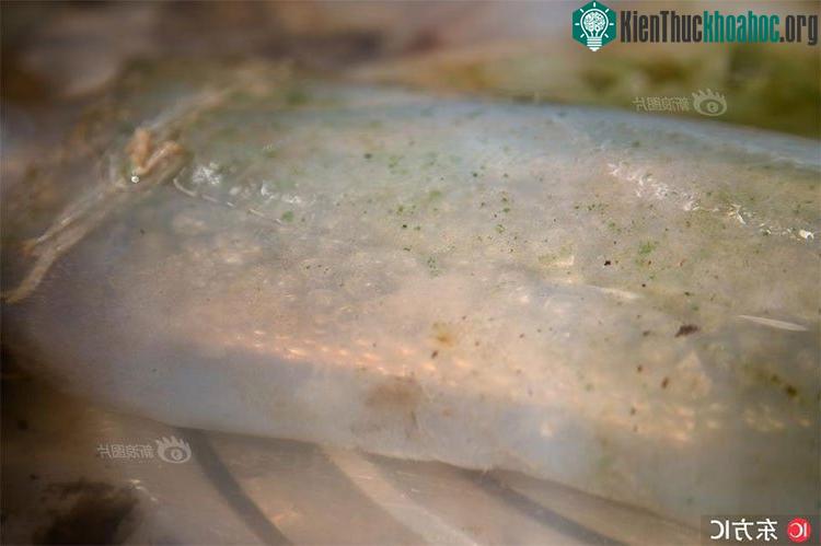 Cận cảnh vật thể lạ nặng hơn 3kg.