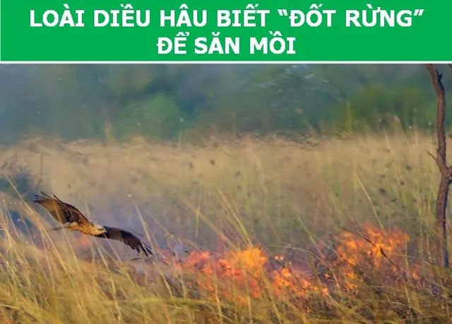 https://i.khoahoc.tv/photos/image/2019/03/19/dieu-hau.jpg