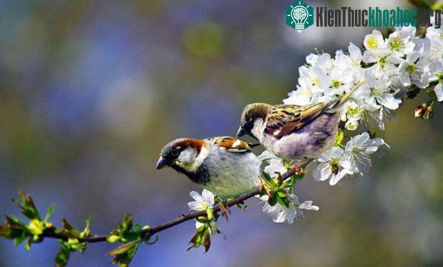 Các nền văn hóa có thể có tên địa phương cho các mùa ít tương đương với các thuật ngữ bắt nguồn từ châu Âu. (ảnh minh họa).