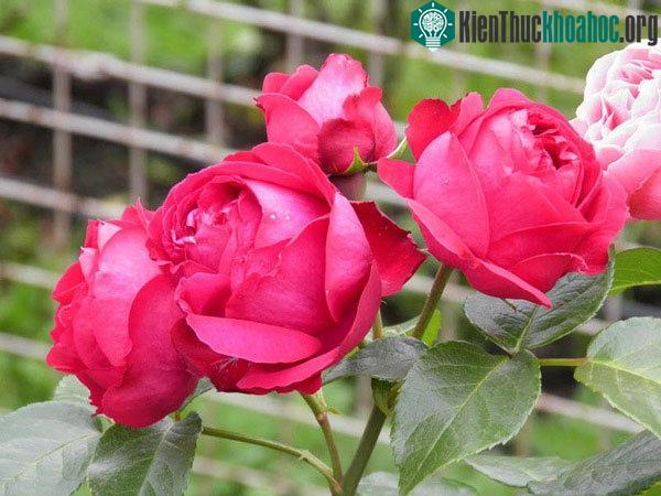 Hoa hồng đỏ Eden