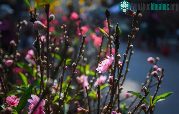 Hoa đào bán tại chợ đến từ nhiều nguồn khác nhau