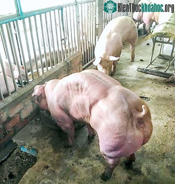 Heo biến đổi gene cơ bắp cuồn cuộn