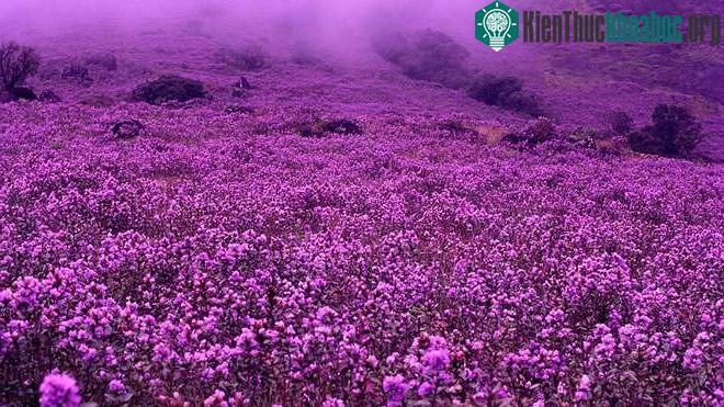 Một mùa hoa tưng bừng sẽ khiến các triền núi dày đặc hoa, nở thành từng hàng trên các bụi cây cao từ 30 đến 60cm