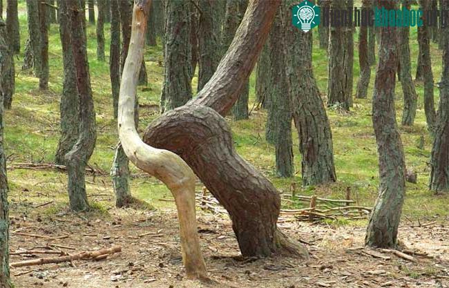 Các thân cây trong rừng không thể mọc thẳng được, mà thành những hình thù uốn éo.